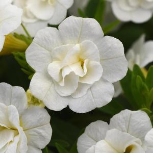 Calibrachoa MiniFamous&reg; Neo Double White