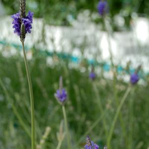 Lavandula pinnata 