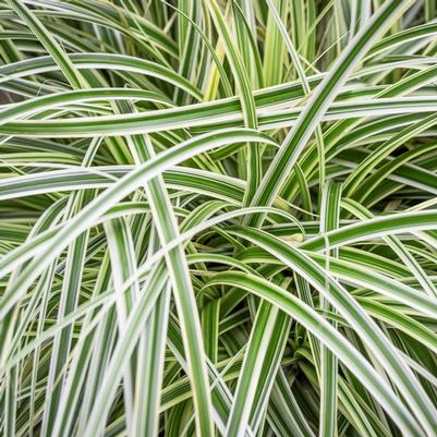 Carex Feather Falls