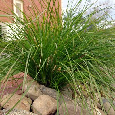 Lomandra longifolia Breeze™