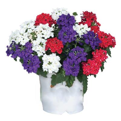 Color Basket Confetti American Girl