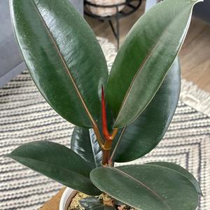 Ficus elastica Burgundy