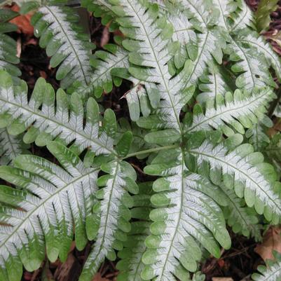 Pteris quadriaurita Argyraea