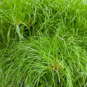 Cyperus papyrus Little Prince