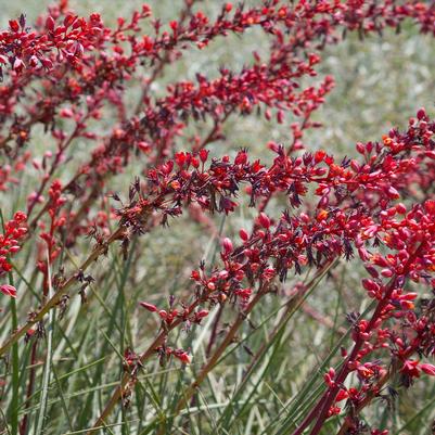 Hesperaloe parviflora Stoplights