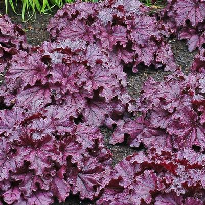 Heuchera Forever Purple