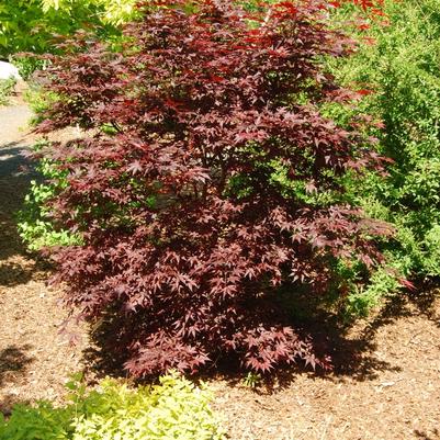 Acer palmatum Hefner's Red