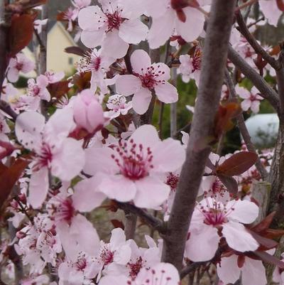 Prunus cerasifera Krauter Vesuvius