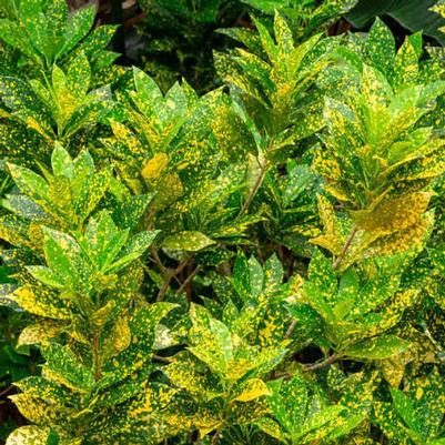 Codiaeum variegatum Gold Dust