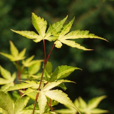 Acer palmatum Katsura