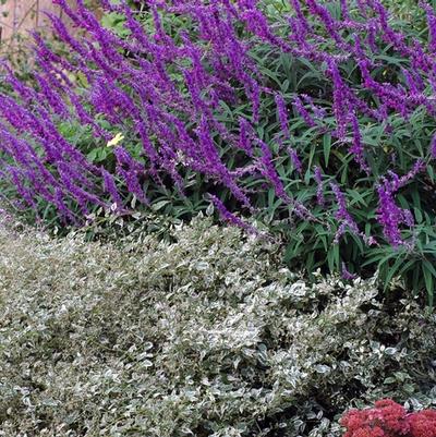 Salvia leucantha Midnight