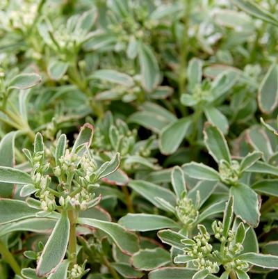Sedum spurium Tricolor