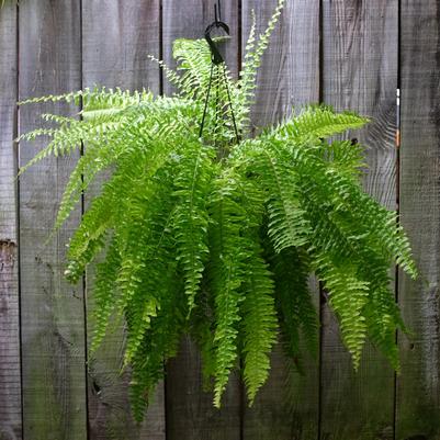 Nephrolepis exaltata Bostoniensis