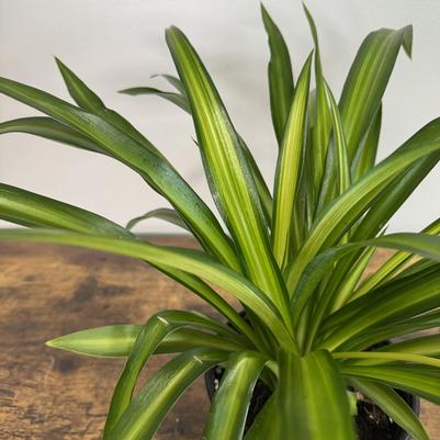 Chlorophytum comosum Hawaiian