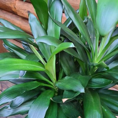 Cordyline fruticosa Glauca