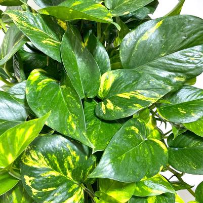 Epipremnum aureum 