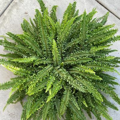 Nephrolepis exaltata Fluffy Ruffles