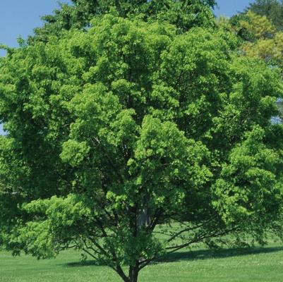 Ulmus parvifolia Dynasty