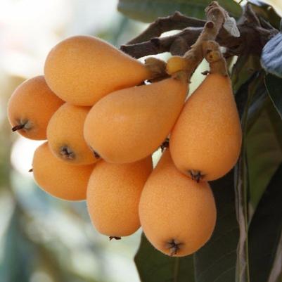 Loquat Gold Nugget