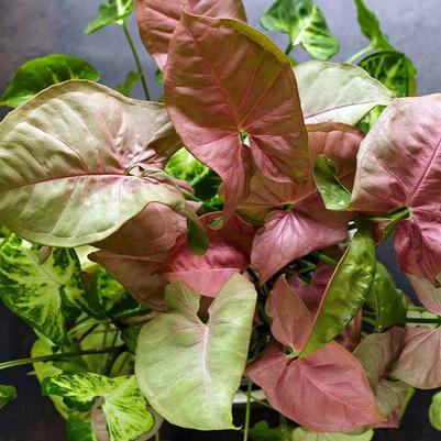Syngonium podophyllum Pink