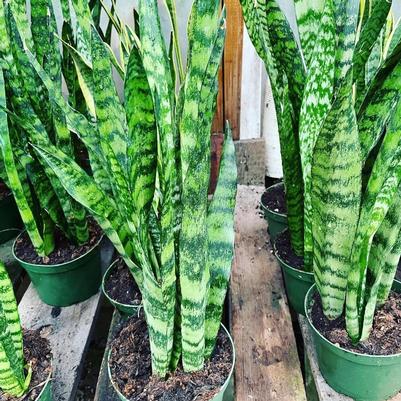 Sansevieria trifasciata 