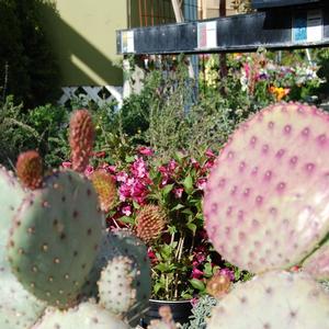 Opuntia violacea var. santa-rita Santa Rita Tubac&trade;