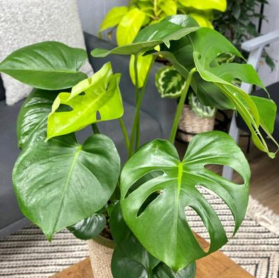 Monstera deliciosa 