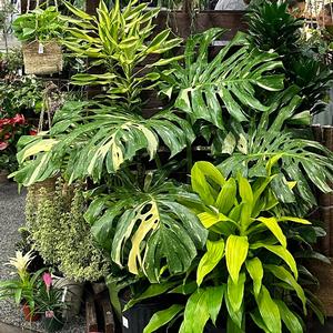 Monstera deliciosa Thai Constellation