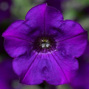 Petunia Dekko&trade; Blue