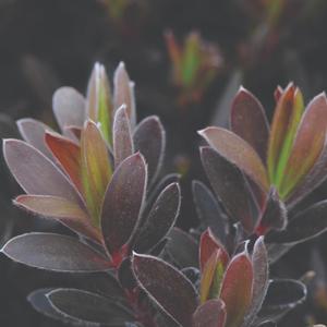 Leucadendron Ebony