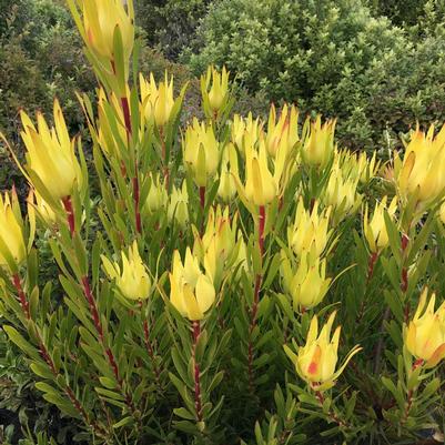 Leucadendron Inca Gold