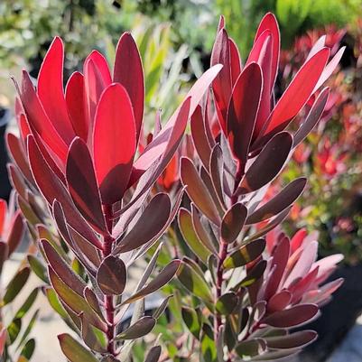 Leucadendron Safari Sunset