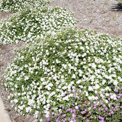 Lantana sellowiana White