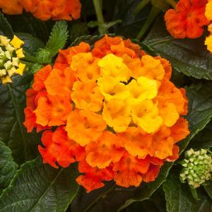 Lantana camara Bandolista&trade; Mango