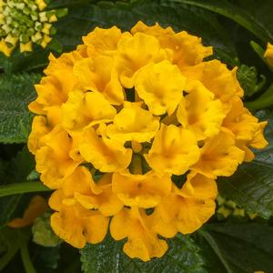 Lantana camara Bandolista&trade; Pineapple