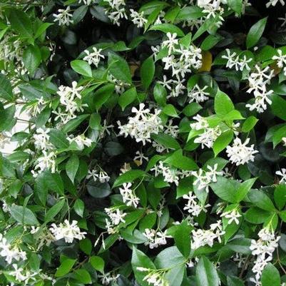 Jasminum leratii 