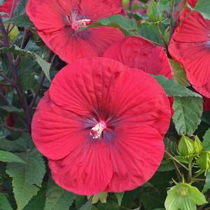 Hibiscus Vintage Wine