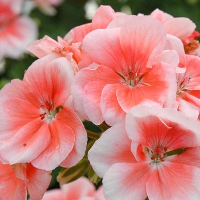 Pelargonium x hortorum Patriot Salmon Chic