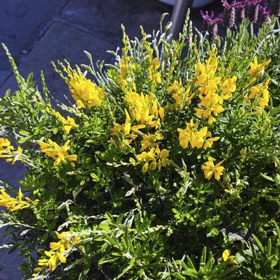 Genista racemosa 