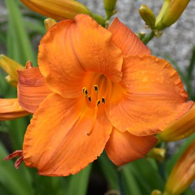 Hemerocallis Mauna Loa