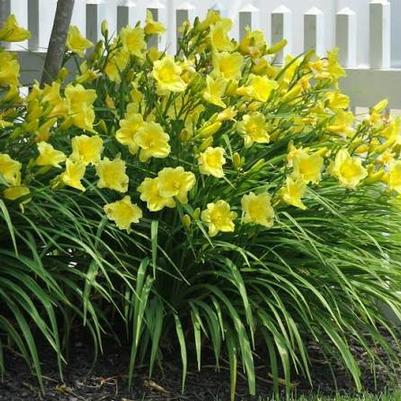 Hemerocallis Fragrant Returns