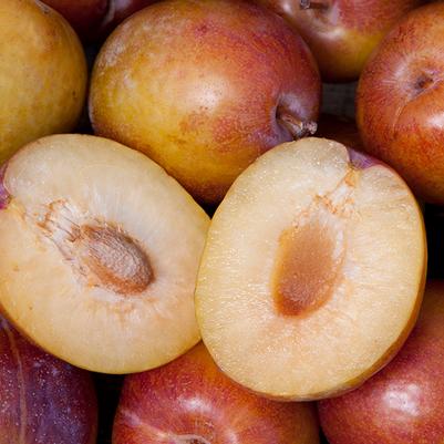 Pluot Flavor Grenade