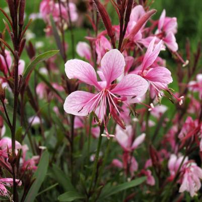 Gaura lindheimeri Ballerina Rose