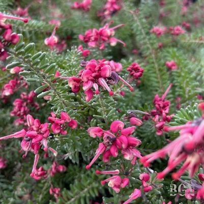 Grevillea lanigera Coastal Gem