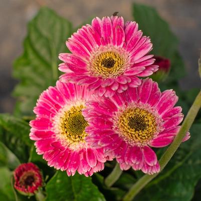 Gerbera Garvinea&reg; Sweet Spice
