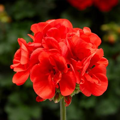 Geranium (Pelargonium) x hortorum Elanos Deep Red