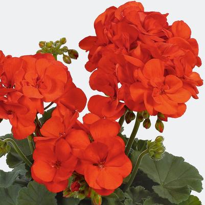 Geranium (Pelargonium) x hortorum Elanos Shocking Orange