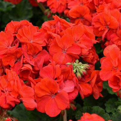 Geranium (Pelargonium) x hortorum Patriot Bright Red