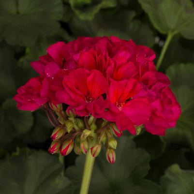Geranium (Pelargonium) x hortorum Tango&trade; Neon Purple
