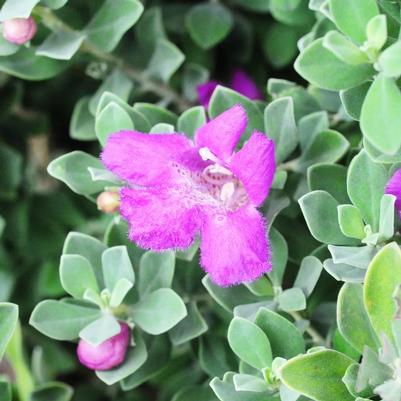 Leucophyllum frutescens Green Cloud